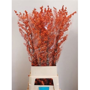 Ilex Ve Winter Gold
