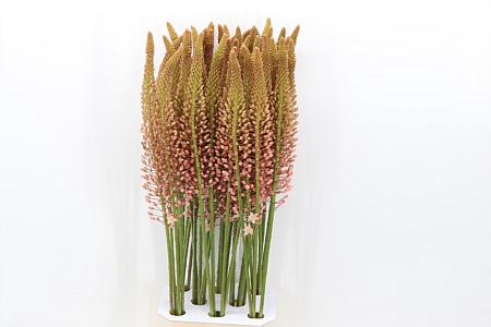 Eremurus Ov Rose