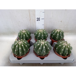 Cactus   ...