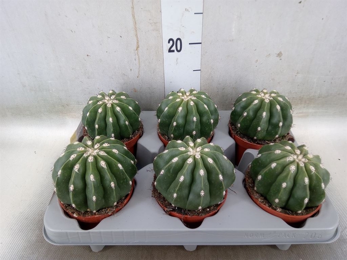 <h4>Cactus   ...</h4>