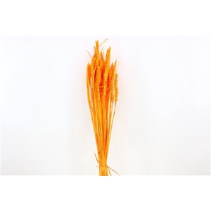 Dried Triticum Bleached Orange Bunch