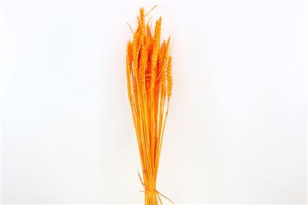 Dried Triticum Bleached Orange Bunch