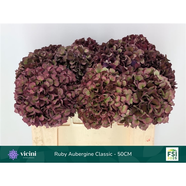 <h4>Hydr Ruby Aubergine Classic 50 cm Vicini</h4>