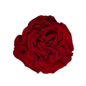 R Gr Hearts Red 40cm EC