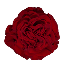 <h4>R Gr Hearts Red 40cm EC</h4>