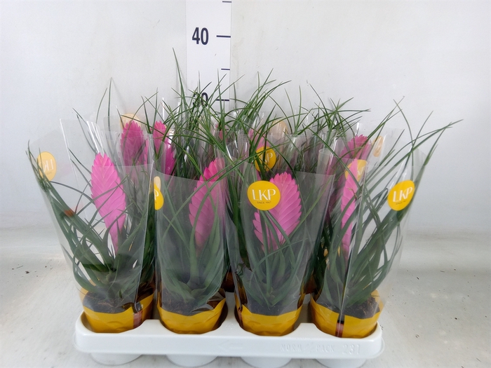 <h4>Tillandsia cyanea 'Vincent'</h4>