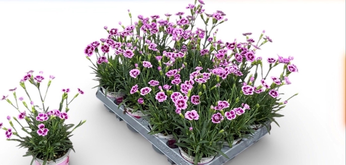 <h4>DIAN DI PINK KISSES</h4>