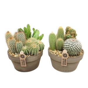Cactus arrangement in 20 cm 'Grijze Schaal'