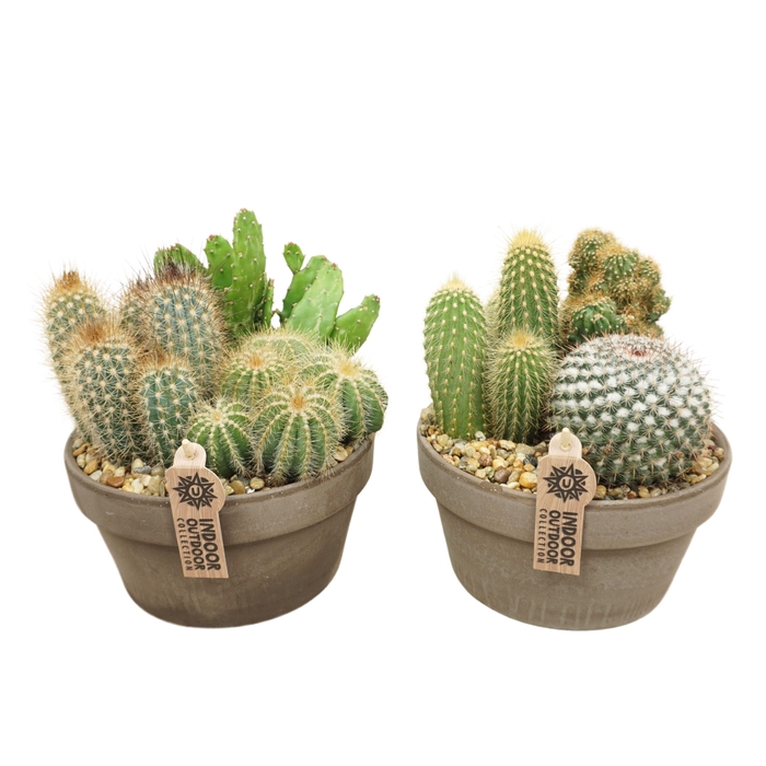 <h4>Cactus arrangement in 20 cm 'Grijze Schaal'</h4>