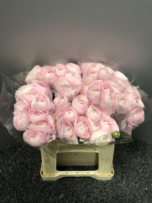 <h4>Ran Suc 1st Favola</h4>