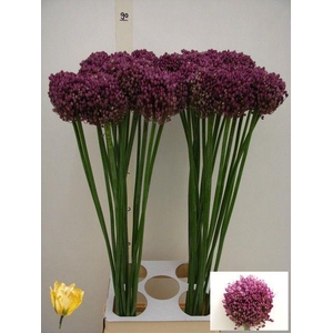 ALLIUM PINK LADY