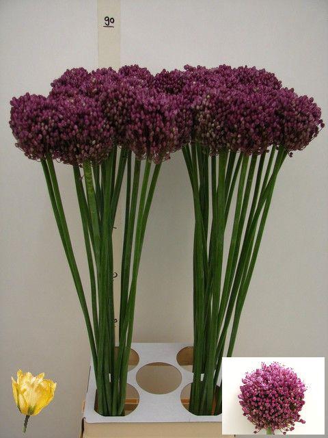 ALLIUM PINK LADY