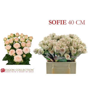 R TR SOFIE