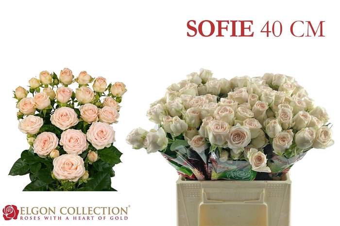 <h4>R TR SOFIE</h4>