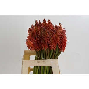 Kniphofia Eycone Red