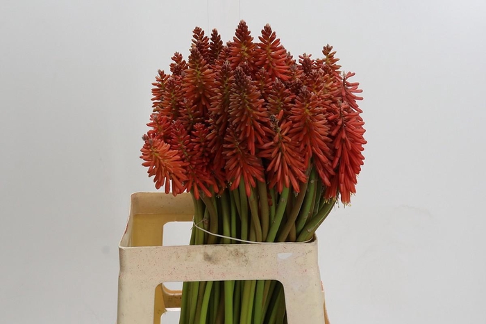 <h4>Kniphofia Eycone Red</h4>