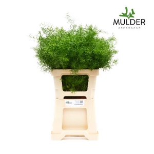 Snijgroen Asp Dens Sprengeri 60cm