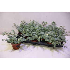 Sedum Si Mediovarieg