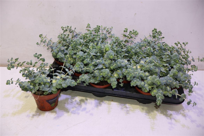 <h4>arr8 Sedum Si Mediovarieg</h4>