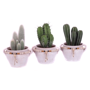 Cactus 15 cm in teno kruik