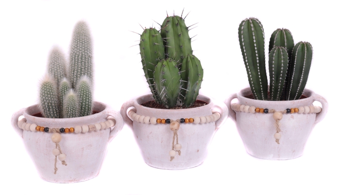 <h4>Cactus 15 cm in teno kruik</h4>