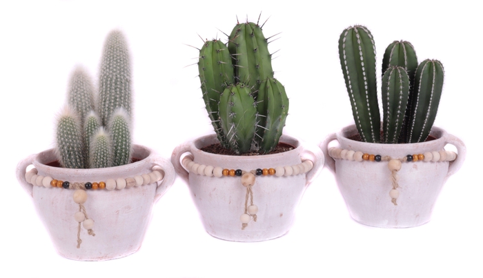 <h4>Cactus 15 cm in teno kruik</h4>