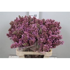 Syr V R V Horstenst 2+