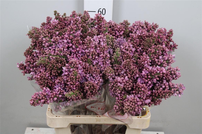 <h4>Syr V R V Horstenst 2+</h4>