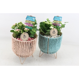 arr2 PL - Mand op pootjes mix 968/4 - roze/wit