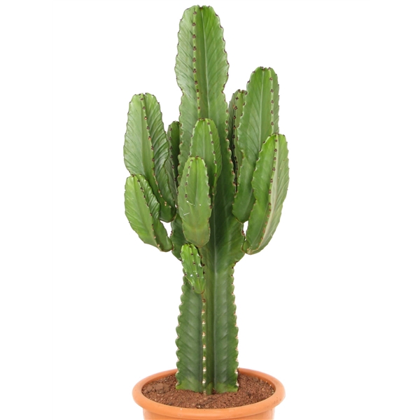 <h4>Euphorbia ingens canarias 26 cm</h4>