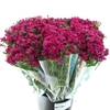 DI BARB AMAZON CHERRY SUPER