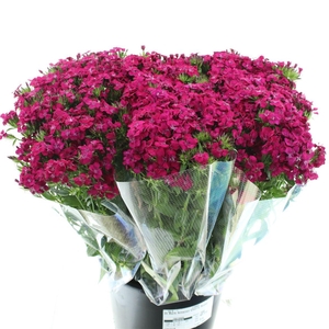 Di Barb Amazon Cherry Super