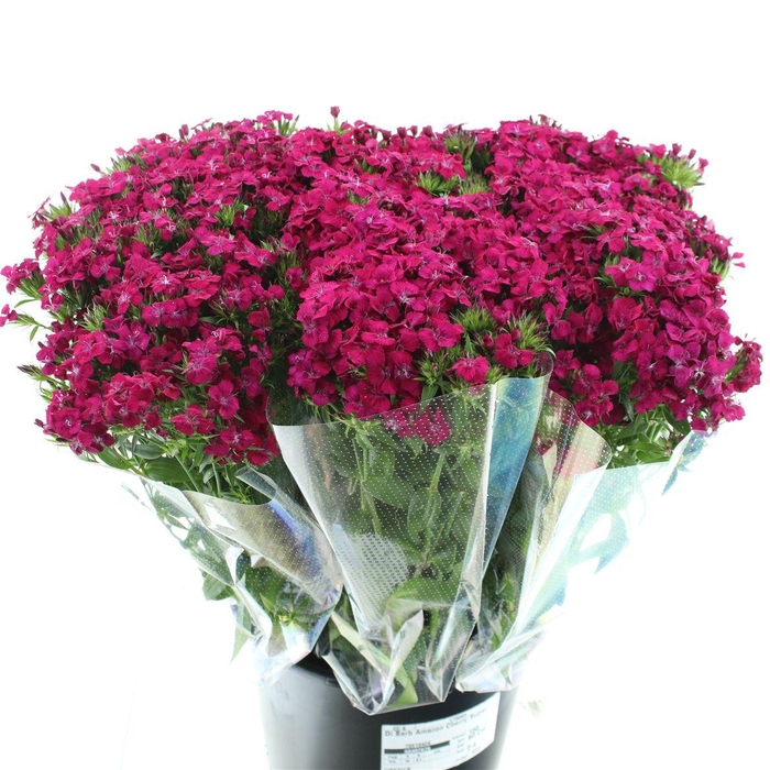 <h4>Di Barb Amazon Cherry Super</h4>