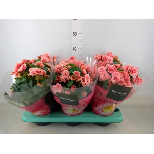 Begonia elat. DU 'Borias'