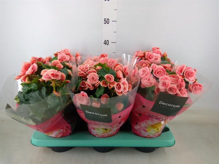 <h4>Begonia elat. DU 'Borias'</h4>