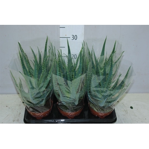 Aloe Arborescens