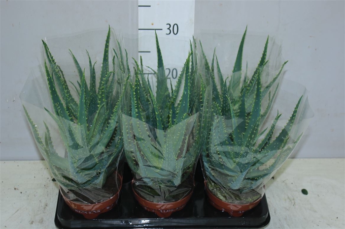 <h4>Aloe Arborescens</h4>