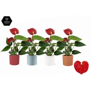 Anthurium 6 cm Micra in Eva 4 color ceramics