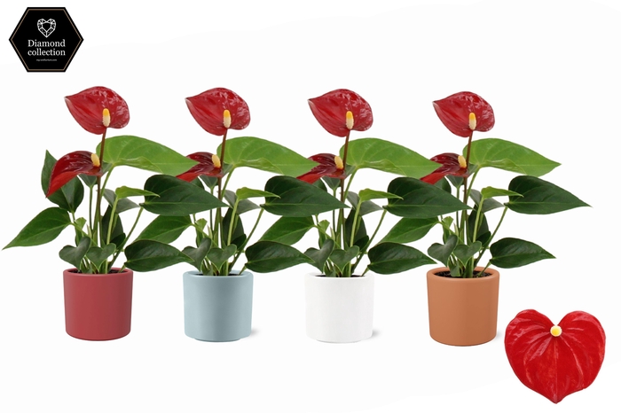 <h4>Anthurium 6 cm Micra in Eva 4 color ceramics</h4>