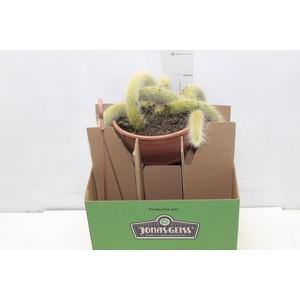 CACTUS RABO DE MACACO C18 PENDENTE