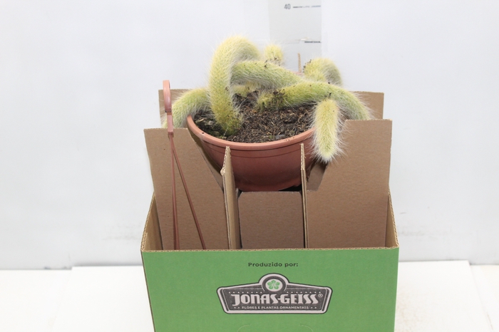 <h4>CACTUS RABO DE MACACO C18 PENDENTE</h4>