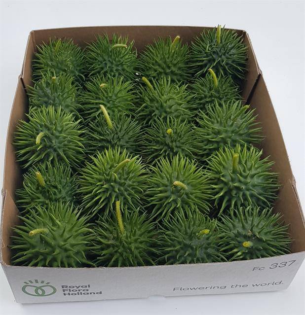 <h4>Cucumis Hirsutus</h4>