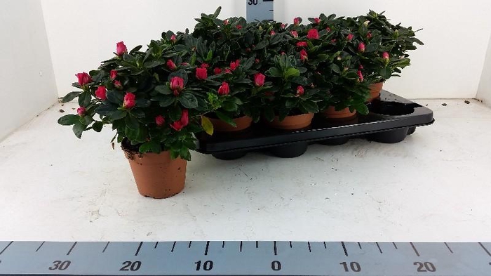 <h4>Rhododendron Simsii rose Azalea</h4>