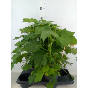 Sparrmannia africana
