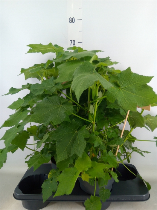 <h4>Sparrmannia africana</h4>
