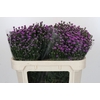 Aster Baby Pink
