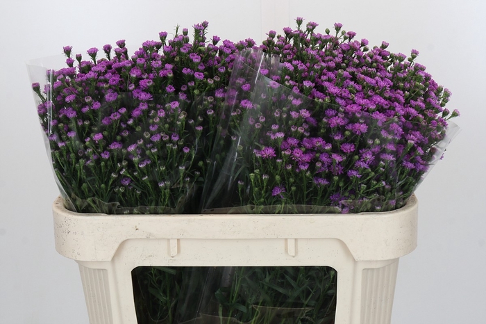 Aster Baby Pink