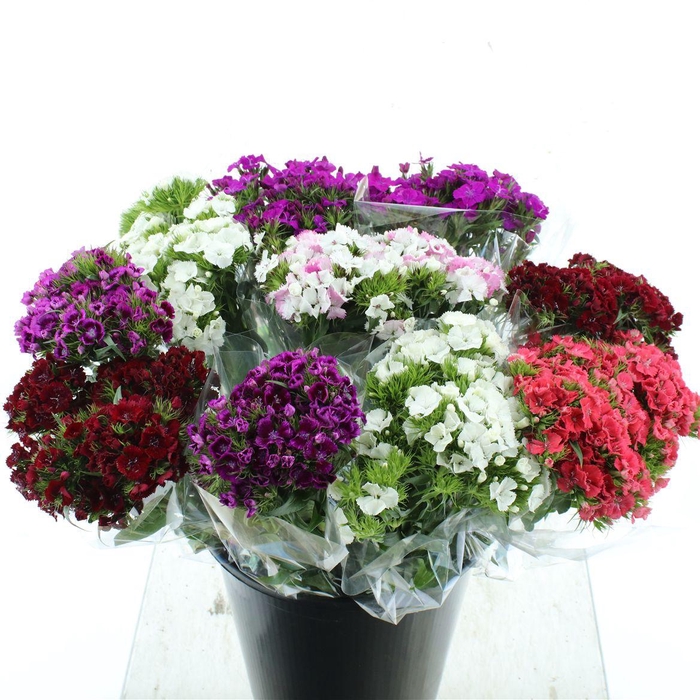 <h4>Duizendschoon Amazon Mixemmer Op 10</h4>