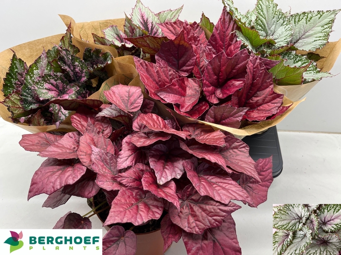 <h4>BEG BEL GEM</h4>