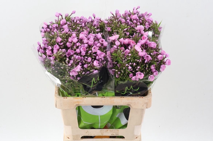 <h4>Phlox P Pink Eyes</h4>